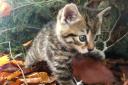 Finlay was just weeks old when Wildcat Haven rescued him