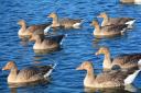 Orkney has seen the population of greylag geese rise sharply since 2001