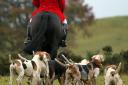 'Trail hunting' is when dogs are used to find and follow an animal-based scent