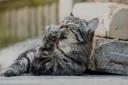 Cat owners issued 'fatal' safety warning concerning their pets this weekend. (Cats Protection)