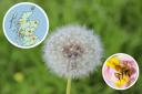 Warning to hay fever sufferers in Scotland as pollen rates set to rise over coming days (Canva/PA)