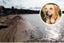 The dog found the drugs near the RNLI slip at the West Beach in North Berwick - file photo of dog.