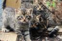 Planning is under way to release the kittens, which were born between April and August this year, into the Highlands in 2023
