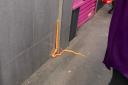 The snake was found climbing the walls of the Maxi Nails shop