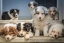 Three puppies, named Tiree, Calla and Danna were suffering from chronic skin conditions, with Danna also requiring surgery for an eye condition.