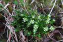 Snow pearlwort (pictured) could become extinct, scientists warn