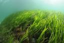 Seagrass meadows in Argyll and Bute will be expanded thanks to the Scottish Government funding