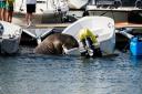 The 600kg animal, nicknamed Freya, was put down after spending weeks off the Oslo coast climbing into boats