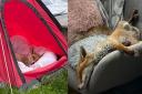 The fox – given the name Florence – was looked after by Liz Wink and her four children in Old Drumchapel