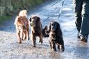 A Holyrood committee is asking for the public's input on how to improve dog welfare