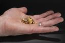 The 85 gram Douglas nugget is the largest Scottish find in more than 400 years