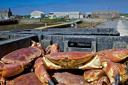Westray Processors Ltd gets its supply of crab from local fishermen