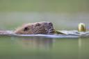 Environmental groups say beavers will benefit the local ecosystem of Glen Affric