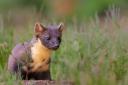 Pine martens are thought to act as squirrel 'bouncers'