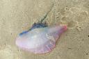 Portuguese man o’war jellyfish have been spotted along Scotland's coastline