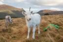 The white reindeer calves are preparing to spread some festive cheer