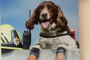 Diesel served as a search and rescue dog in the Scottish Fire and Rescue Service