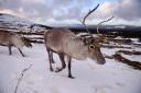 Reindeer  in the Cairngorms National Park