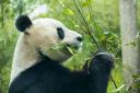 Yang Guang is one of two pandas set to be sent back to China