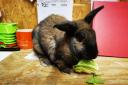 Rabbit found abandoned on street in Pets at Home box