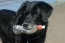 Dogs are helping in the battle to reduce litter