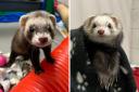 Bid to find 'overlooked' ferrets forever homes