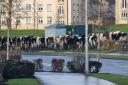 WATCH: Herd of escaped COWS spotted walking down busy road