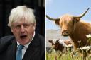 Boris Johnson claimed to be using his time to draw pictures of cows ...