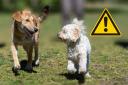 This Morning vet Dr Scott Miller warns dog owners over 'excessive' pet habits. (Canva)