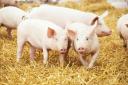 Lidl has announced new pork producer contracts
