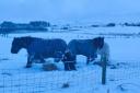 Horses were needing to be kept warm on Uig, Skye