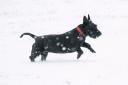 A Scottish terrier plays in the snow in Bedfordshire on Wednesday