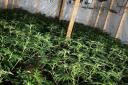 Massive cannabis farm uncovered in Valentine's Day bust