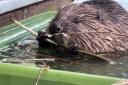 Fig the beaver was found on a Perthshire roadside having been shot in the face