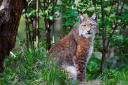 The lynx is even more timid of humans than the wolf, so poses little direct threat to us