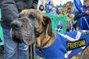 Sheldon Indy Dug was a Great Dane well known for his appearances at marches and rallies