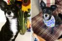 Tiny dog needed emergency treatment after eating Easter egg almost same size as it