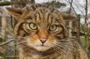Wildcats are to be released back into the Cairngorms this summer