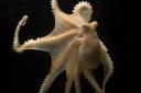 Scientists analysed the behaviour of the California two-spot octopus (Tom Kleindinst/Marine Biological Laboratory)