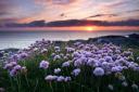 Pink flowers by the sea at sunset, Isle of Barra, Outer Hebrides, Scotland