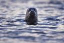 Scottish Sea Farms said it was left with no choice but to shoot the seal in the face after it became trapped in a pen