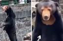 A zoo in China went viral on Twitter after people questioned whether or not a bear was in fact an actor in a suit