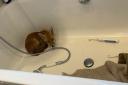 The fox cub was safely released back into the wild after being found in the bath of an Edinburgh home