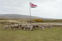Sheep gather beneath a Union flag on the Falkland Islands