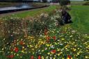 Wildflower gardens are popping up across the country, including in Wick