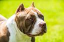 The American XL bully dog is to be banned in the UK by the end of 2023