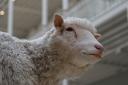 After the cloning of a sheep, will we see genetically modified humans?