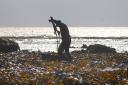 Harvesting  of kelp on the beach at Elie for Mara Seaweed. Photograph: Gordon Terris