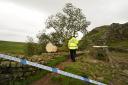 The tree was 'deliberately felled' in what is thought to have been an act of vandalism