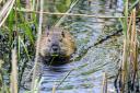 Beavers could threaten prime farmland in the Cairngorms, locals say